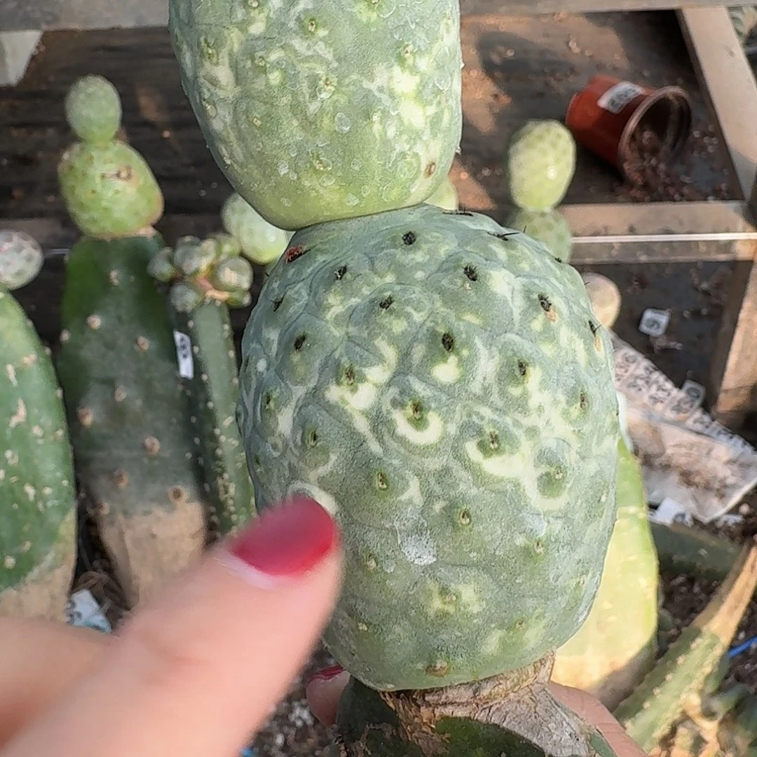 无花朵绿皮陨石坑散斑锦020