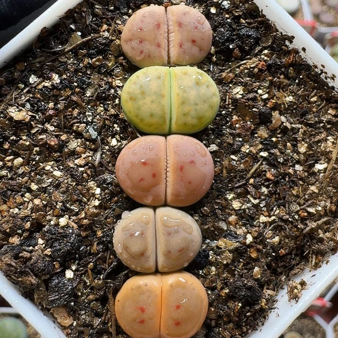 生石花11111。   263