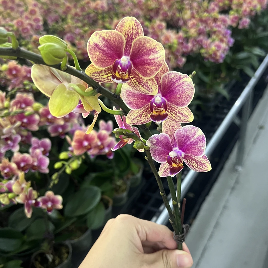 玲泷优选（金蝶）蝴蝶兰花期长好养护