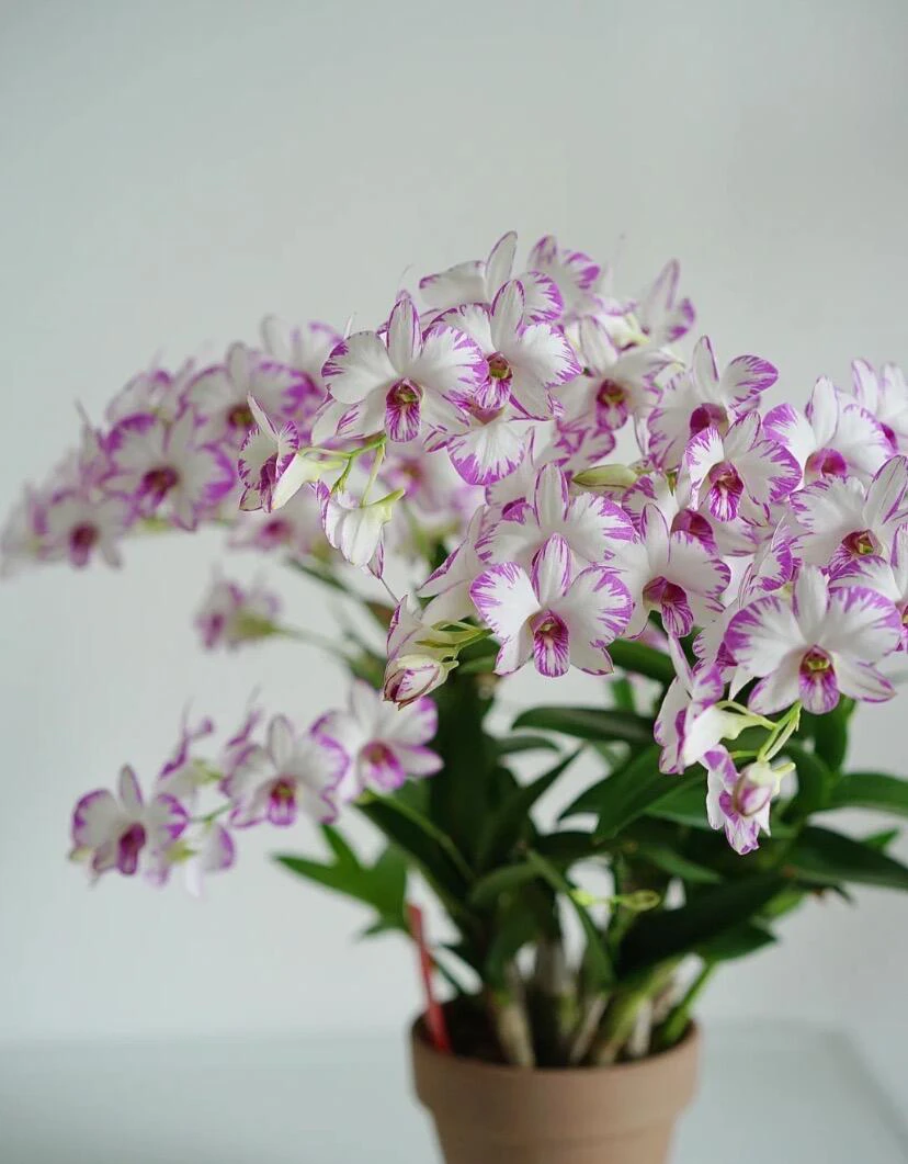 泼墨双枝石斛兰盆栽花期长室内外阳台客厅好养多年生开花机器石斛