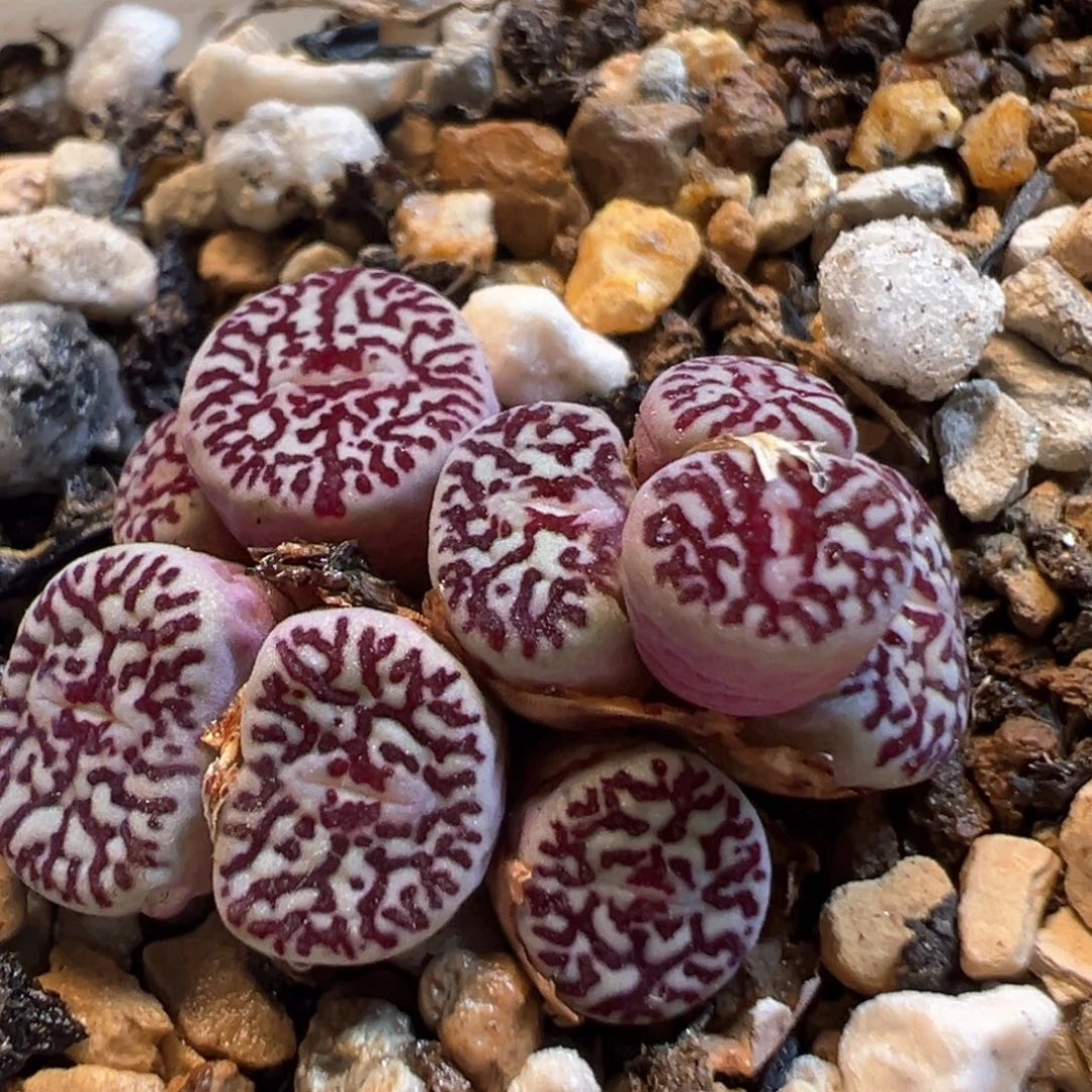 63多肉植物百科知识