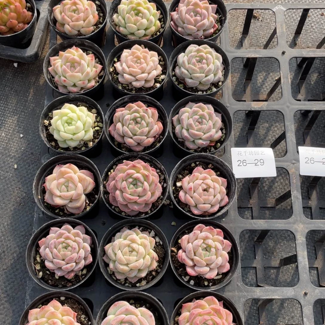 一物一拍18棵26-29