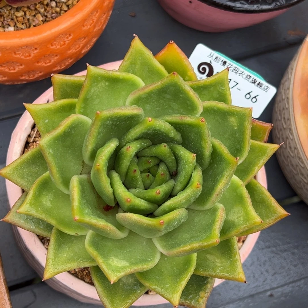 从前慢多肉精选编号0617.66