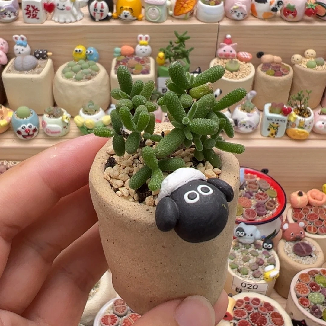多肉植物55号枝干