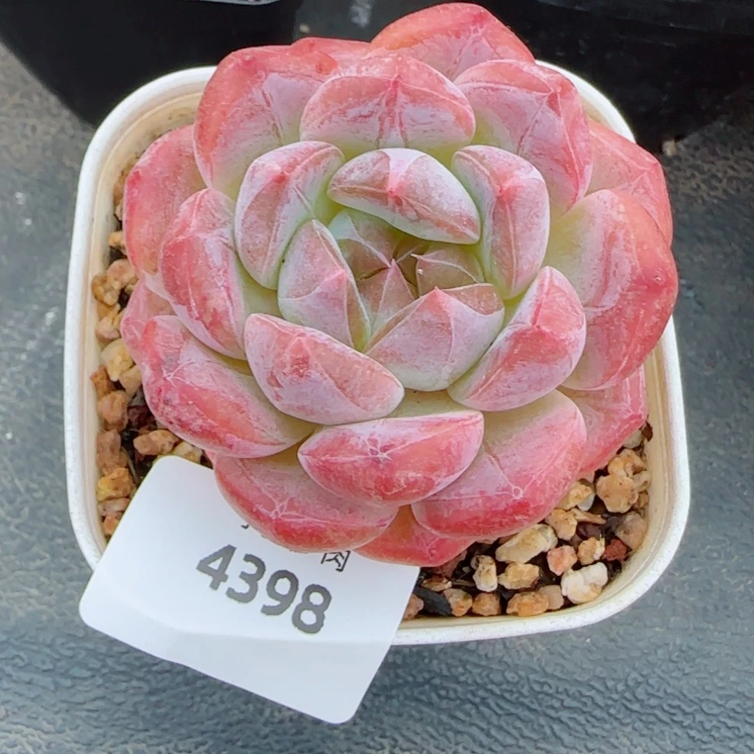 黛玉冰魄，4398多肉植物