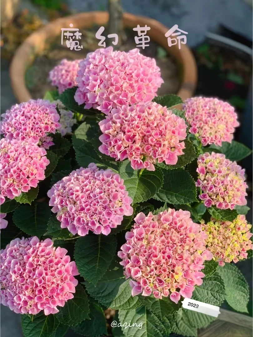 花季时光【魔幻革命】5加仑   高品质绣球    耐寒耐热