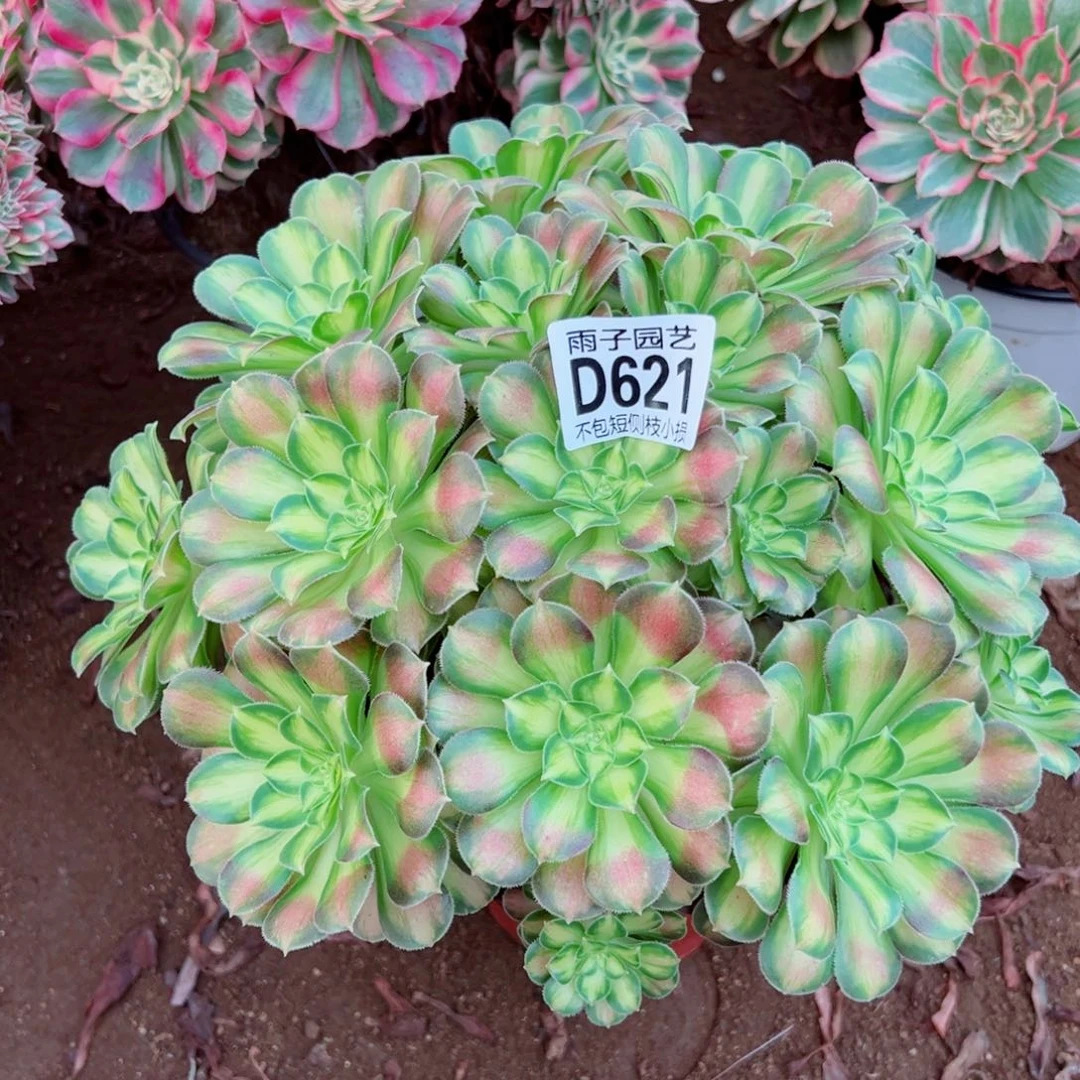 621韶华雨子多肉植物