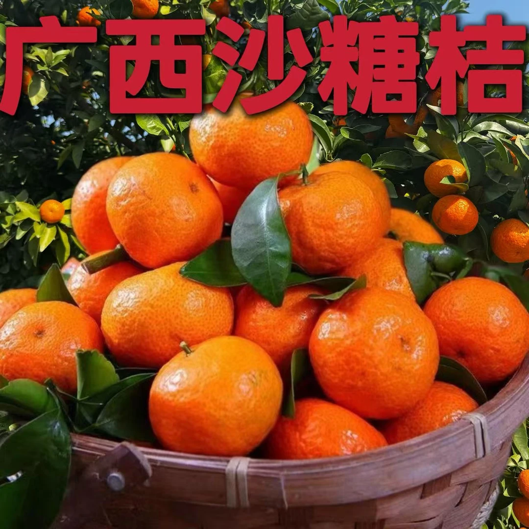 正宗广西砂糖橘新鲜水果产地直发生鲜砂糖橘广西正宗砂糖橘