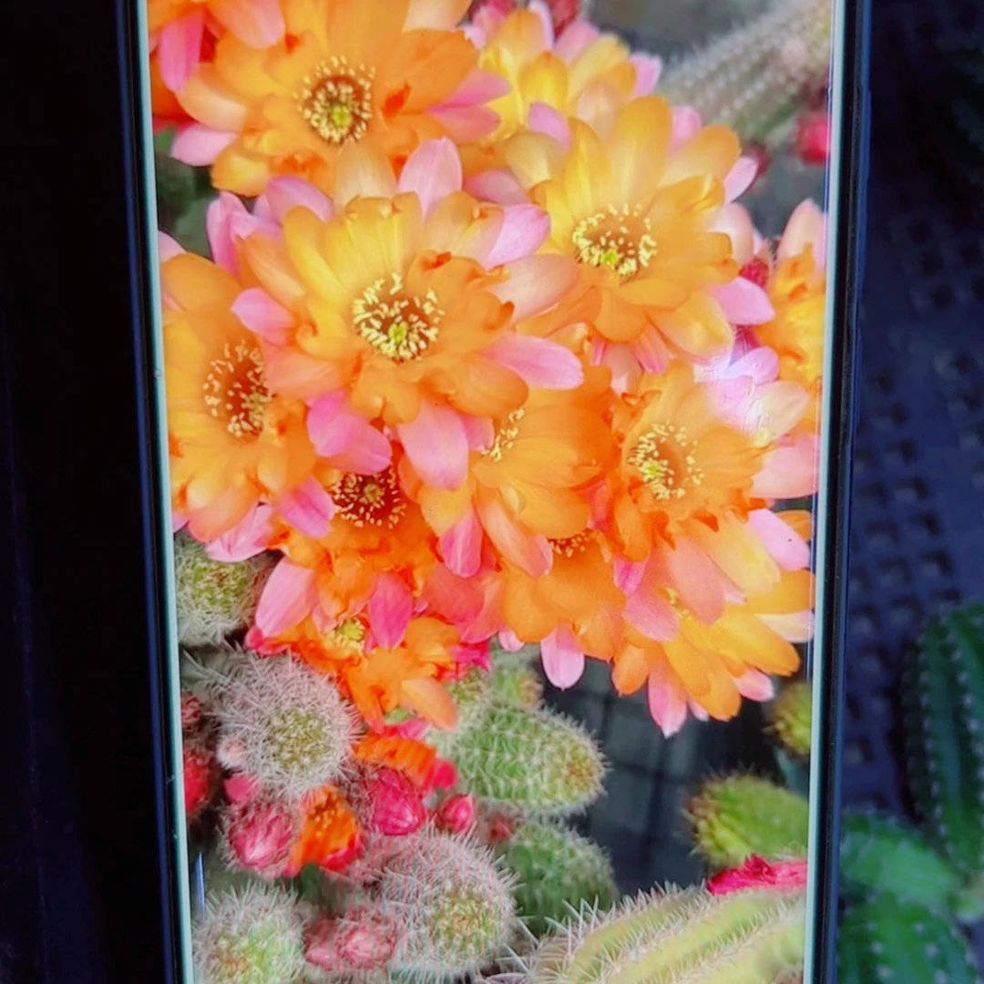 下27白檀宝石3个无根小侧芽20包邮