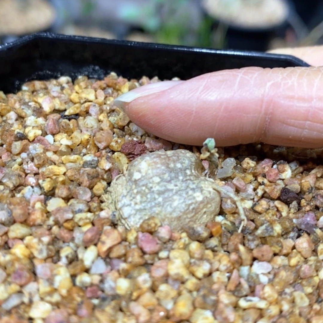 【闪购商品】鑫****8冰晶海带