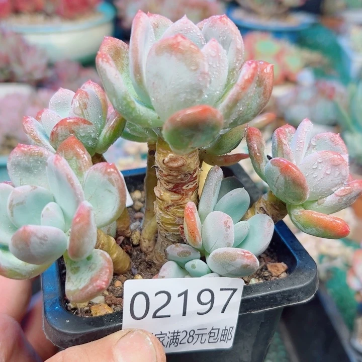 幸运的是我还没遇到过