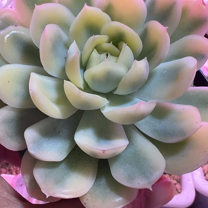 草莓冰锦多肉植物1918