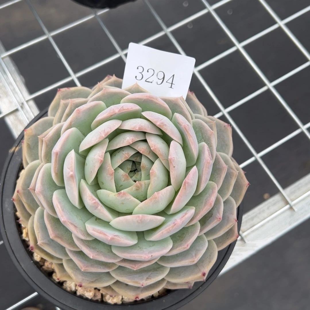 (****)3294多肉多多多