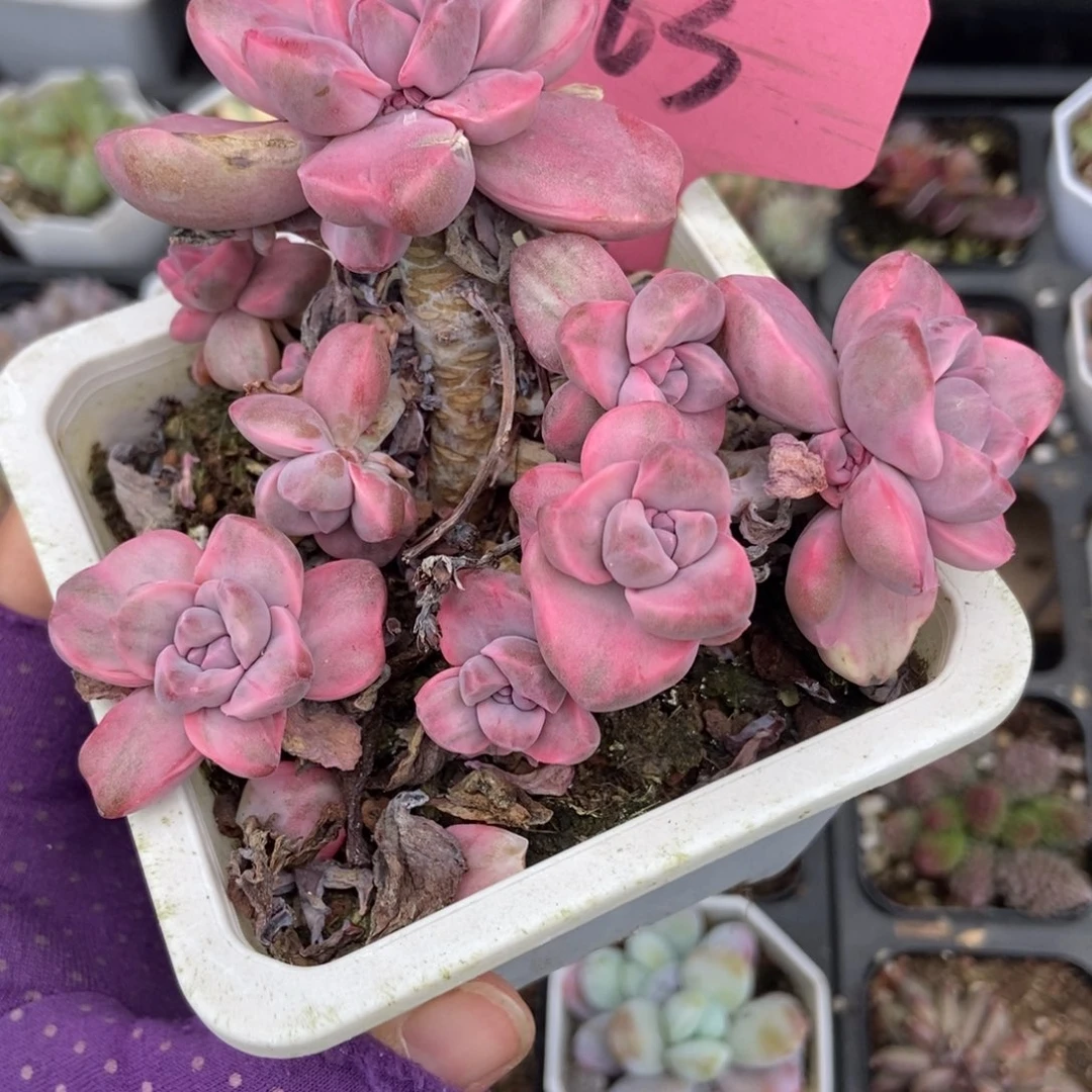 763彩虹糖锦多肉植物