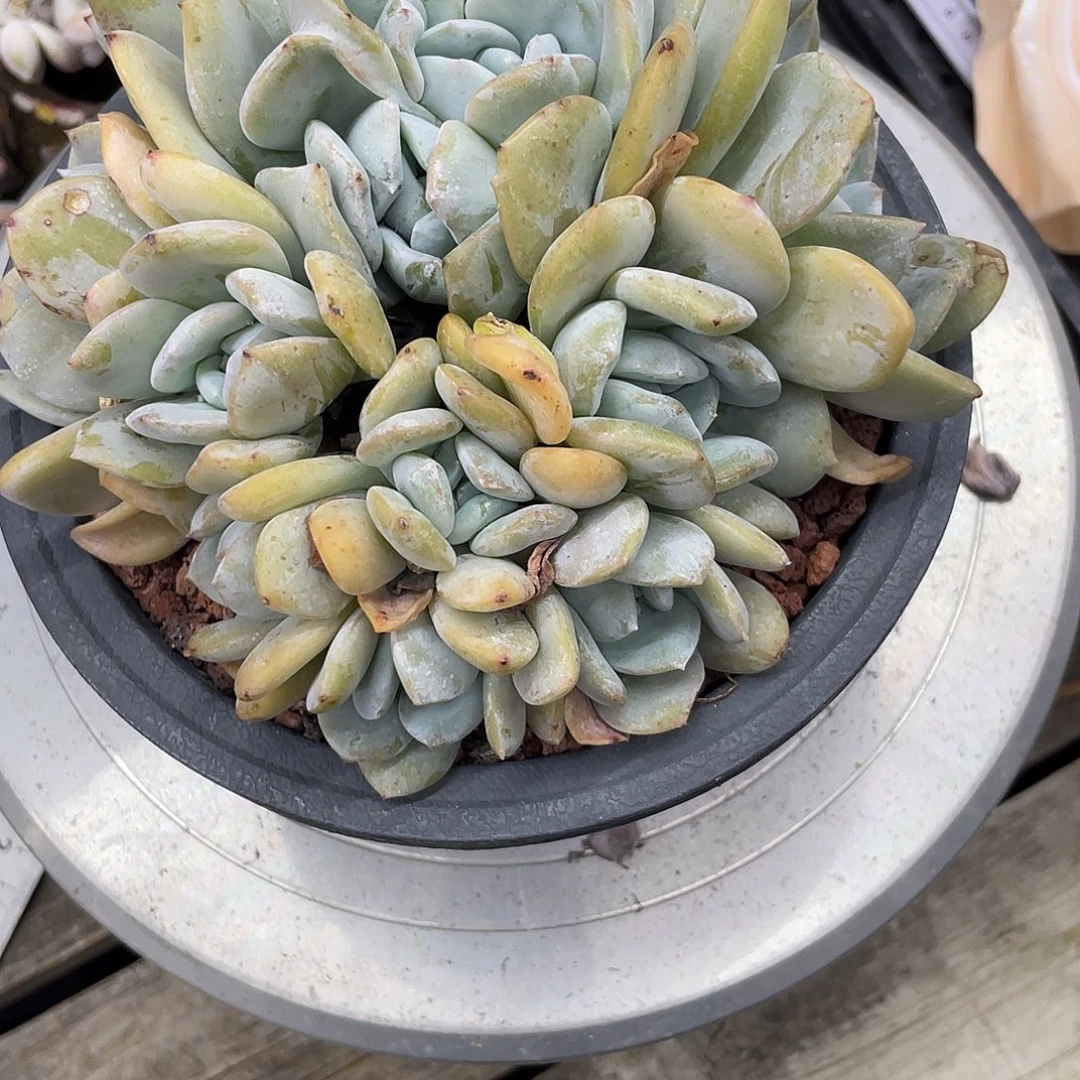 莉***～雪特群生11头。