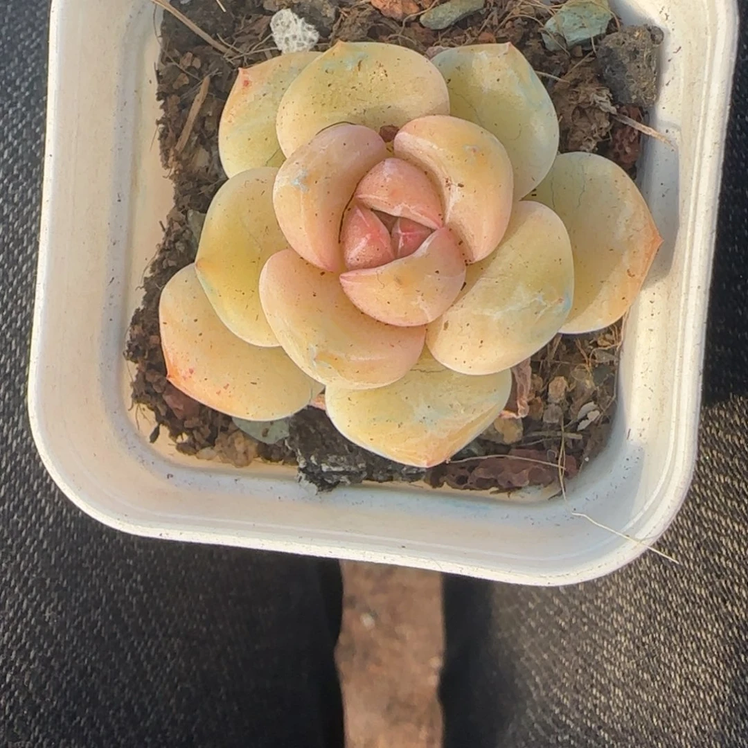 多肉小卡拉米糖心一物一拍