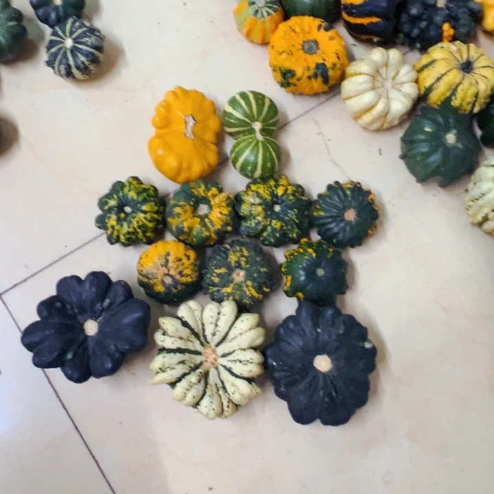 p****n墨西哥葫芦葫芦旅途