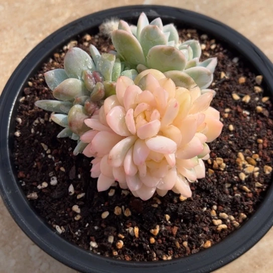 冷****橙梦露锦 夏鸣园艺