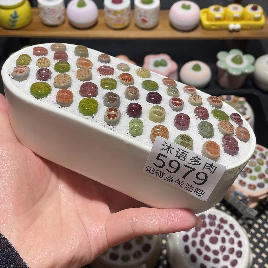 带盆土植物 一物一拍5979