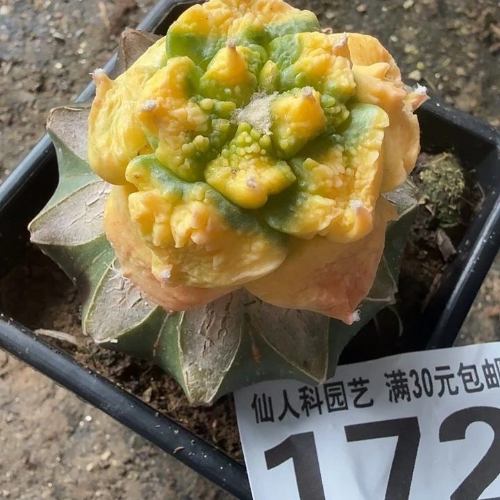 无花朵172龙怒牡丹锦东三