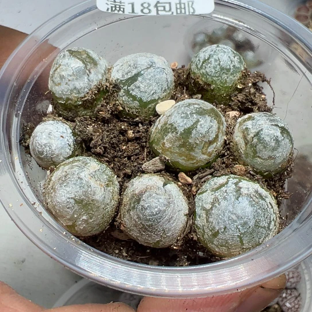 【闪购商品】 474。