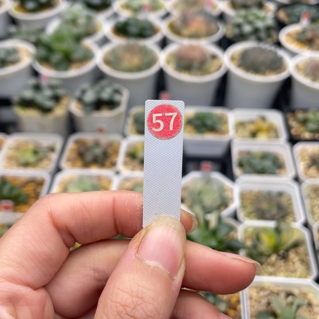 小蔡的菜园 57 巨人兵专拍