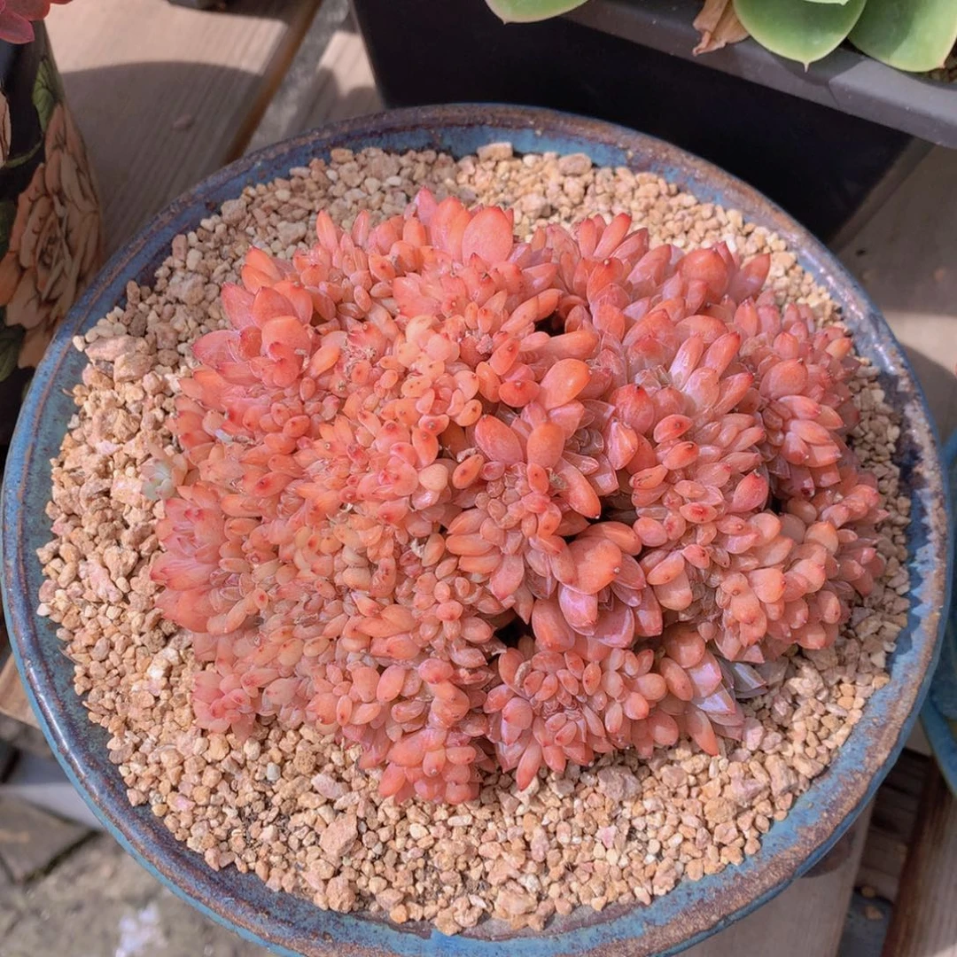 逸园精品多肉雪天使缀