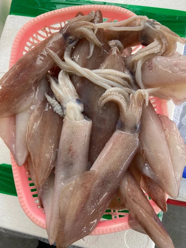新鲜 中管 鱿鱼 海兔 3斤起拍 广东阳江海陵岛发货