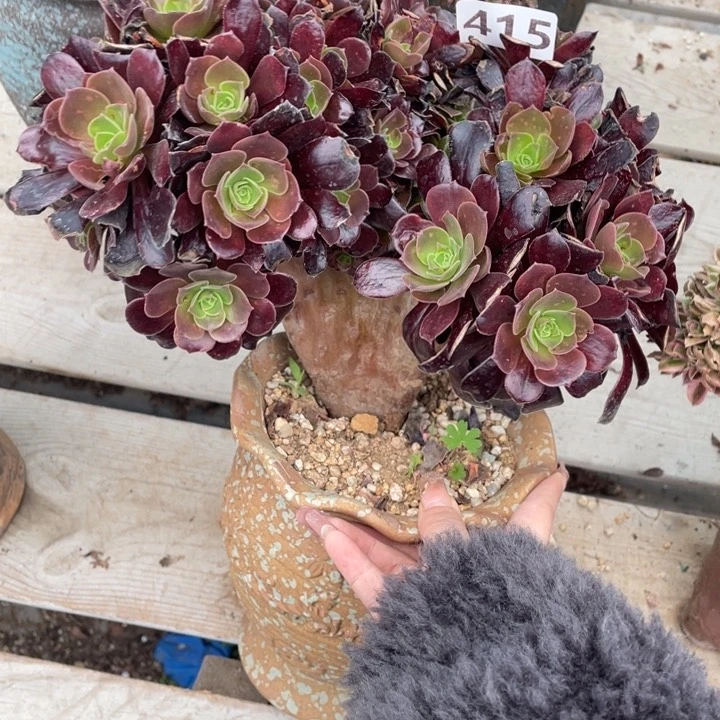 多肉的大肉都要长胖一点呀