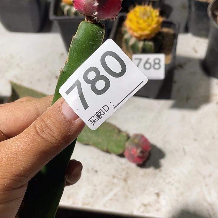 仙人球鸾锦780号一个