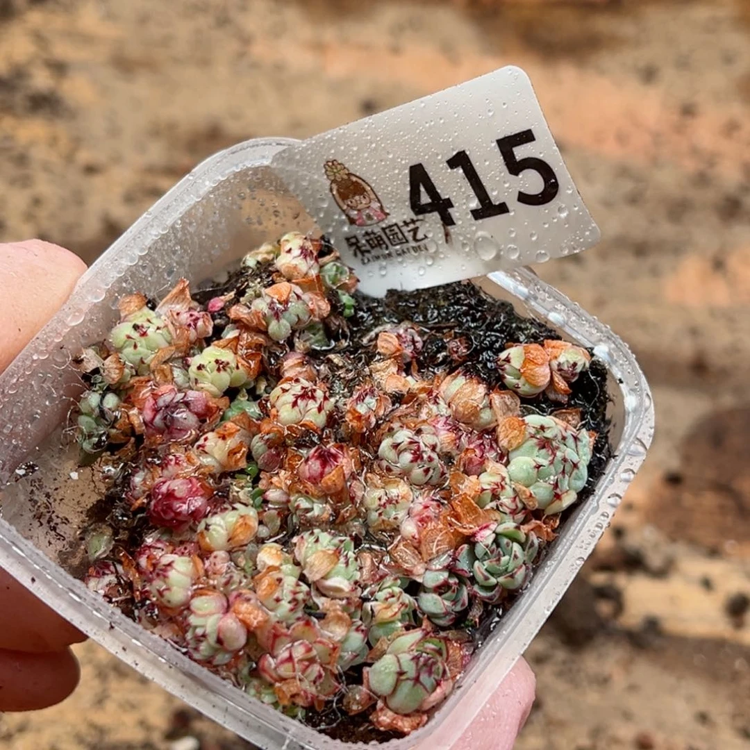 多肉植物多肉植物