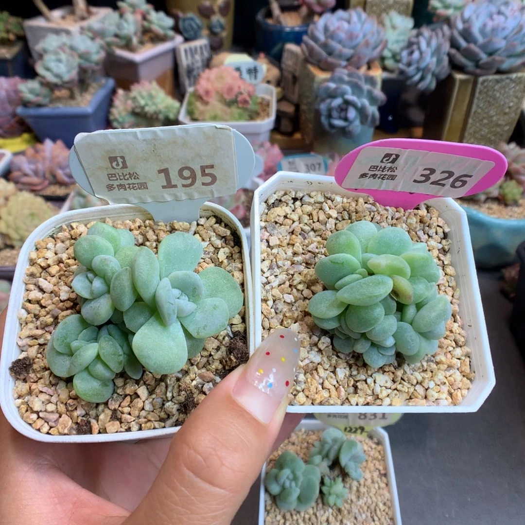橙***橙195-326冰玉石化多肉植物