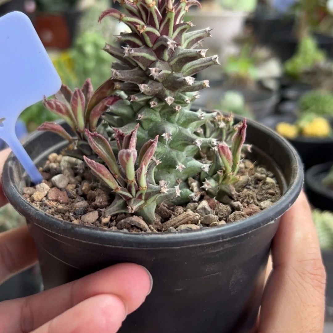 群生紫纹龙大戟带盆1111111