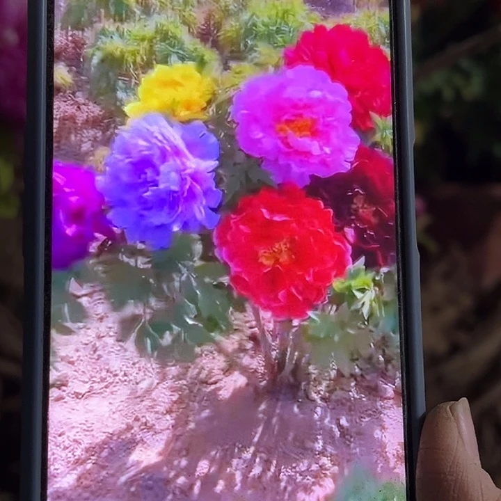 开***天完全开放多色牡丹6色