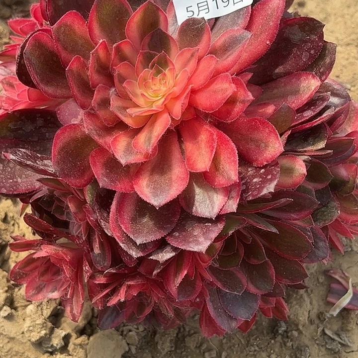 5.19-23黑魔锦多肉植物2