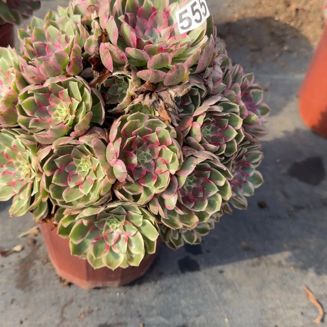 夜***者555多肉植物孔雀翎