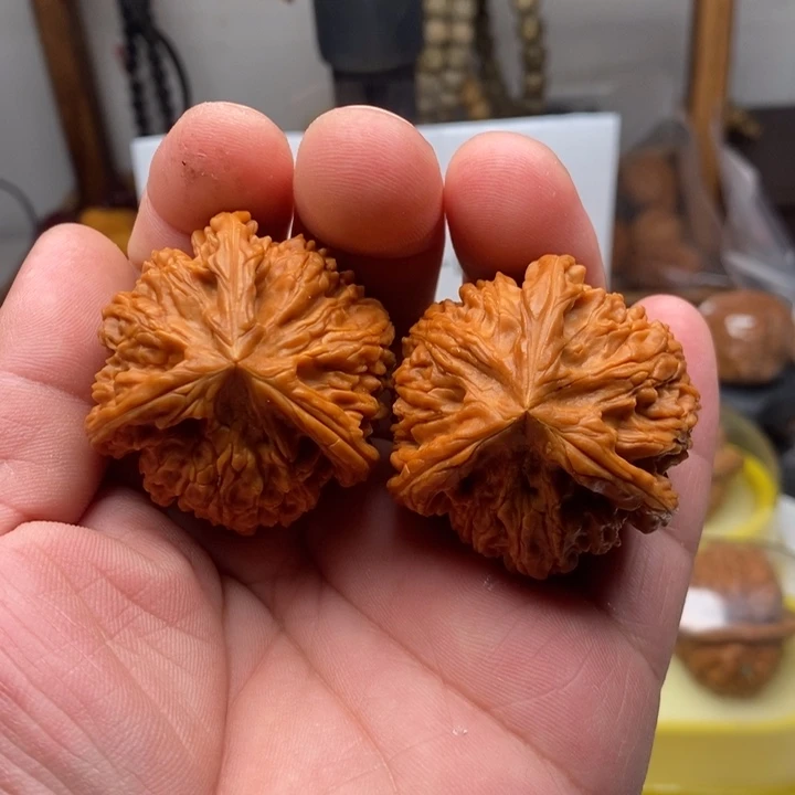 全品41文山三棱狮子头