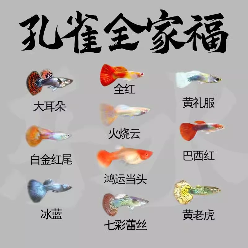 【启行】包邮小型淡水观赏鱼热带胎生鱼精品米奇玛丽曼龙斑马