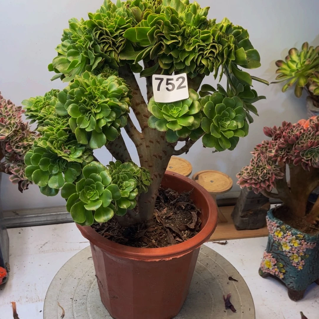 多肉植物绿杨蓉缀752