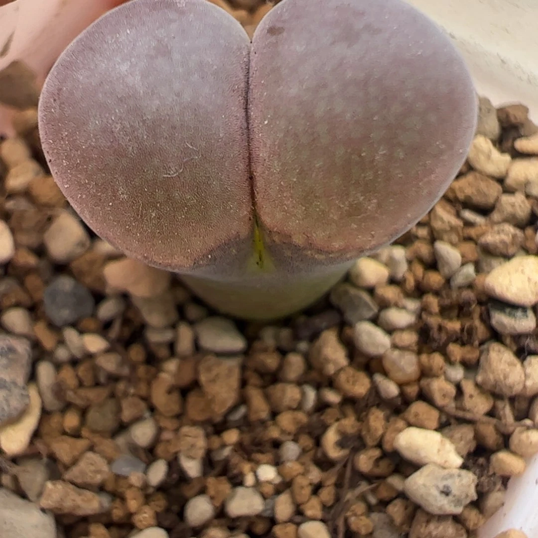 22 好看的多肉冲冲冲