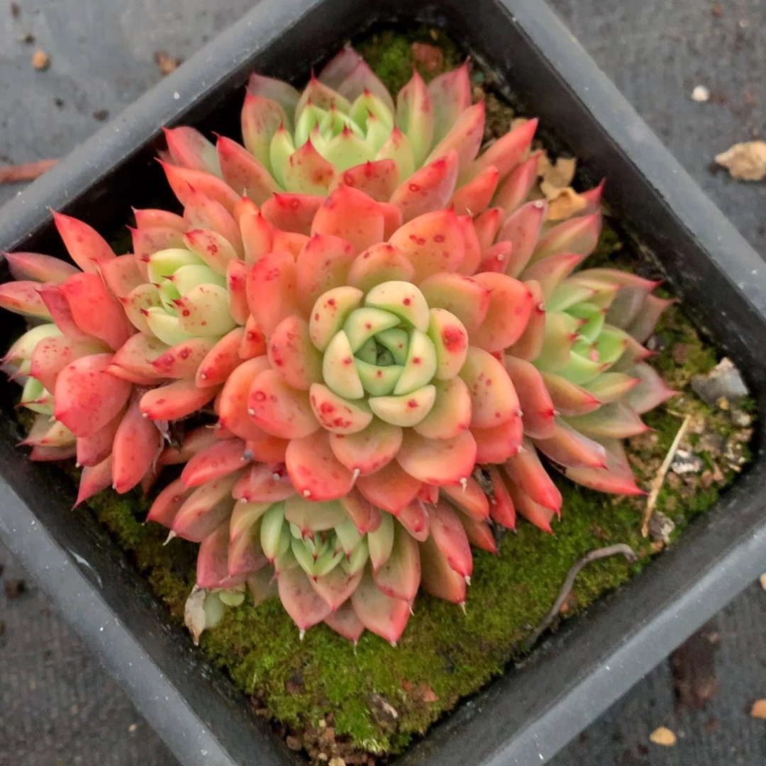 1406杂交多肉老桩