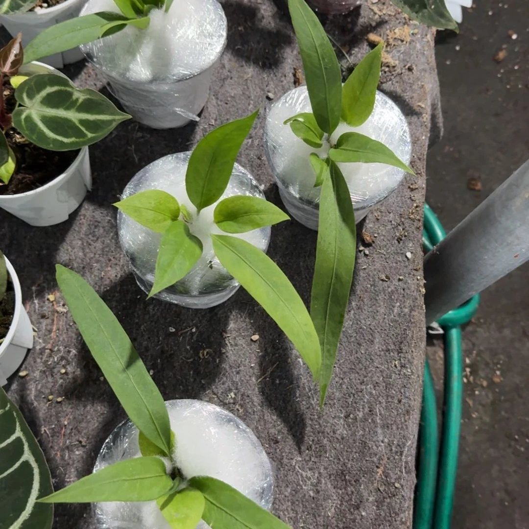 完全开放维塔领带