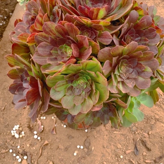 无花朵243多肉植物花月夜