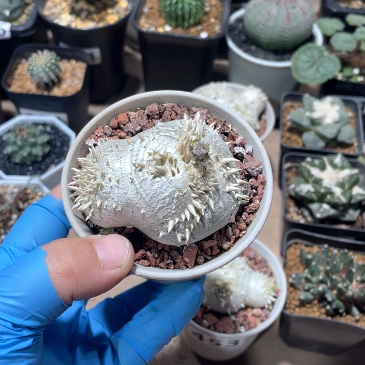 R*y612惠比须笑块根植物