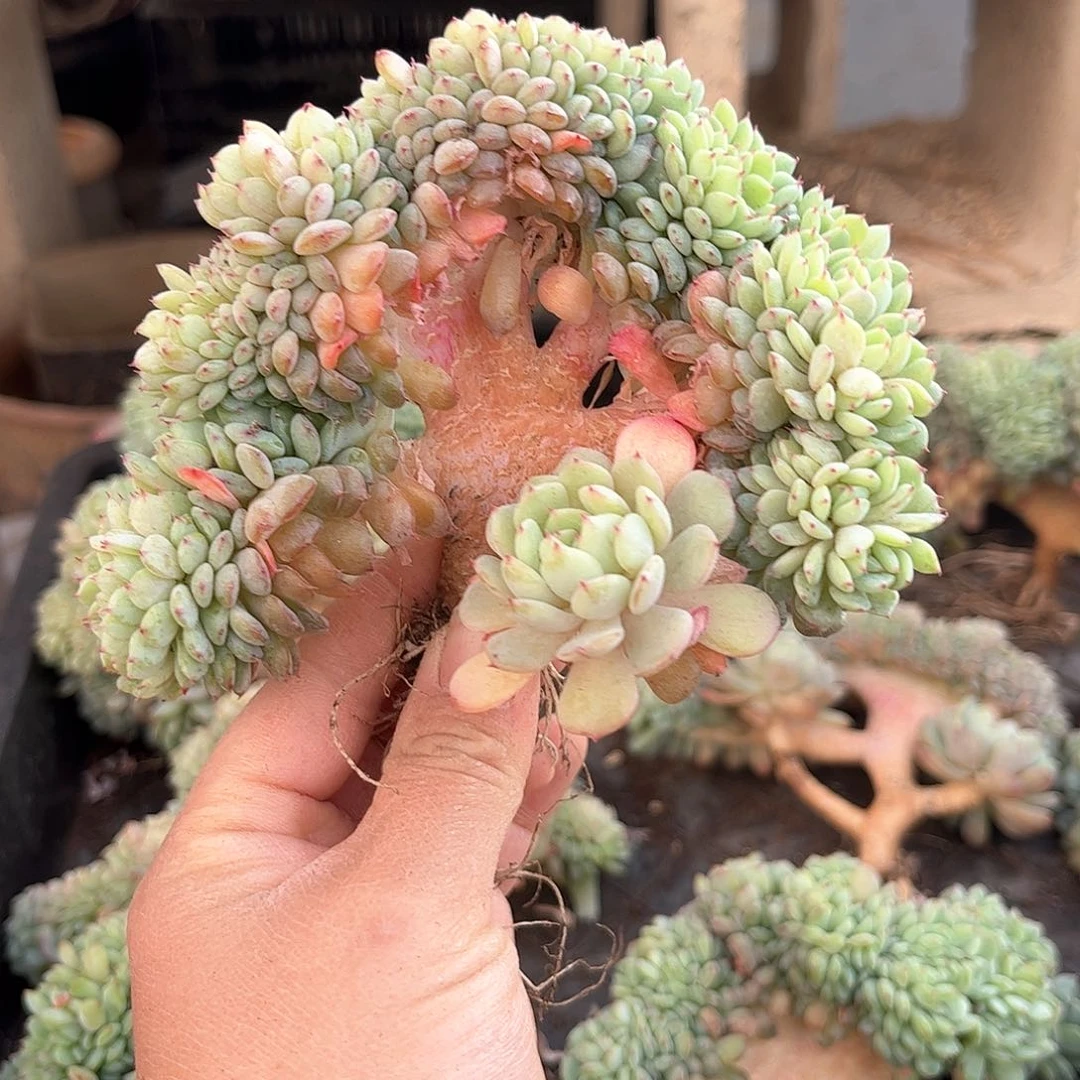 白胖子缀化小树缀化1111