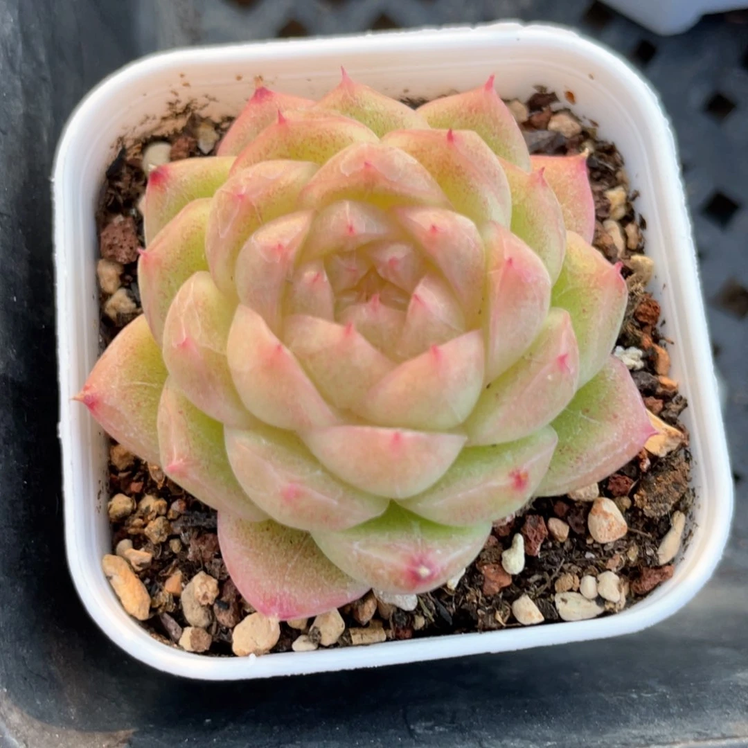 优选青莹麦杆515