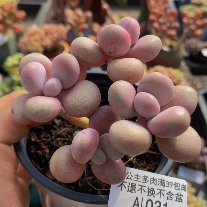 桃蛋老桩7vm1031多肉植物