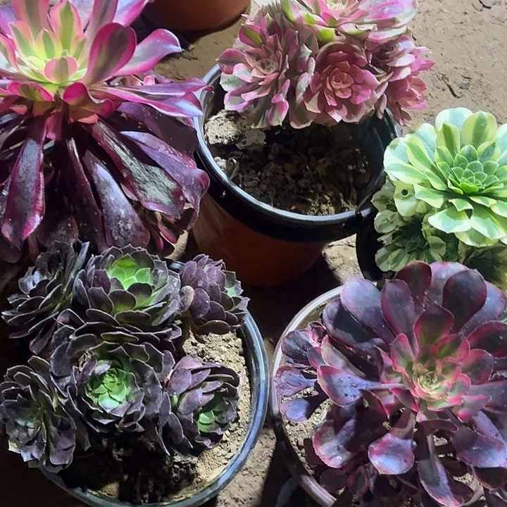 5棵组合套餐福利小颗19.9