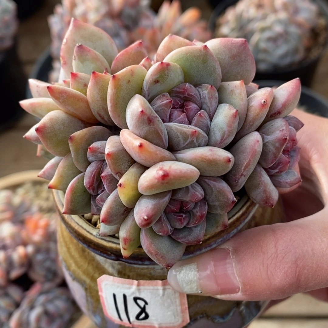 九头小脸绿底紫心短肥圆