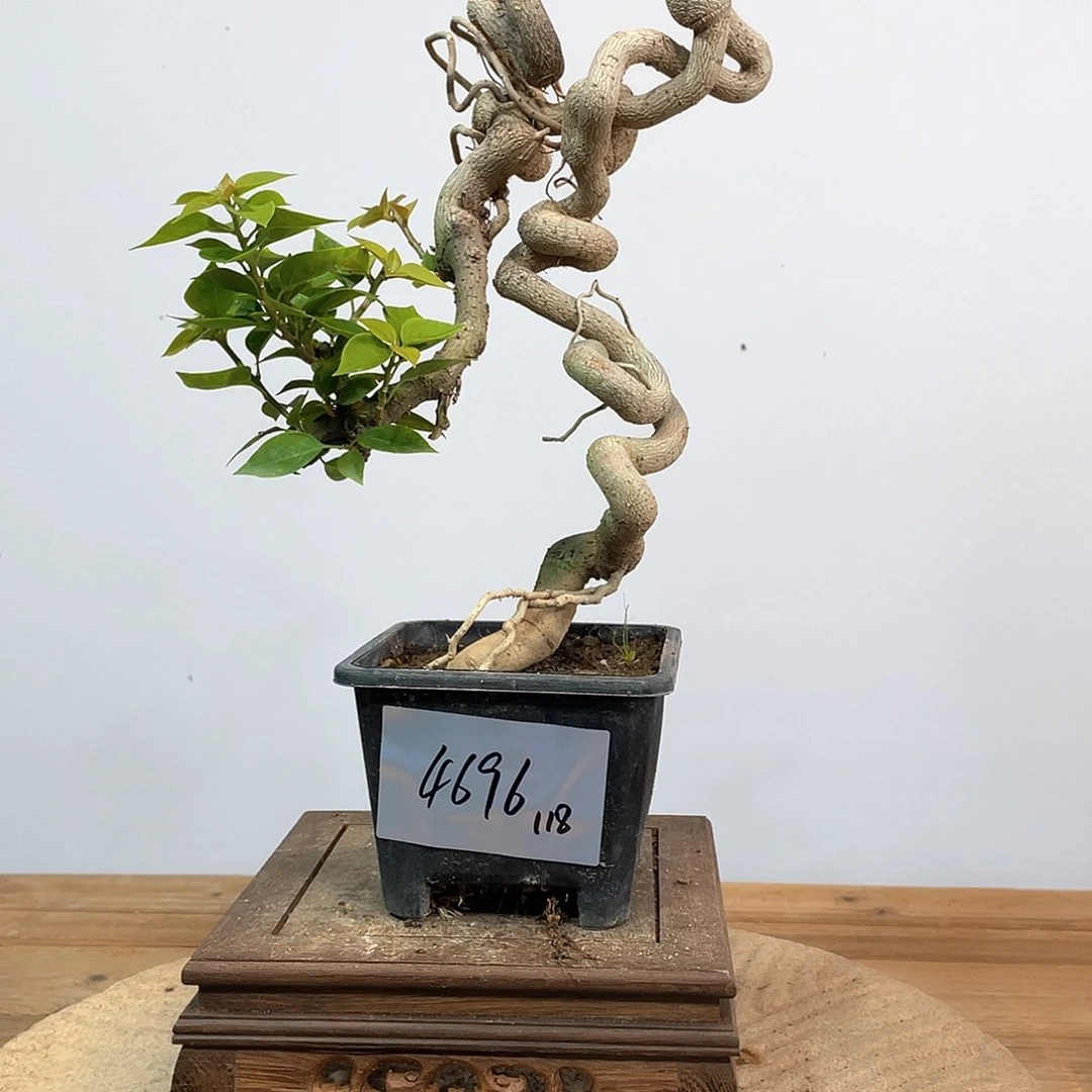 三角梅高度36厘米左右小桃红